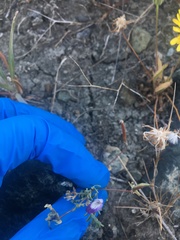 Astragalus rattanii jepsonianus