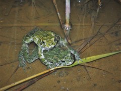 Bufotes viridis viridis
