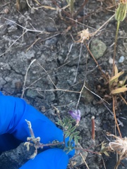 Astragalus rattanii jepsonianus