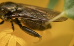 Chalcosyrphus nemorum