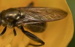 Chalcosyrphus nemorum