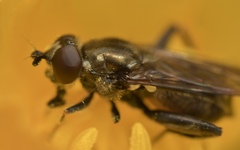 Chalcosyrphus nemorum