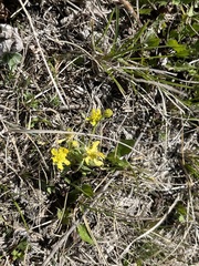 Ranunculus rhomboideus