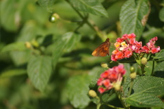 Miltomiges cinnamomea