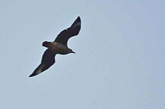 Stercorarius chilensis