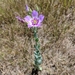 Catchfly Prairie Gentian - Photo (c) Anna Hawkins, some rights reserved (CC BY-NC)