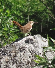 Ochetorhynchus ruficaudus