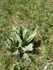 Gentiana lutea