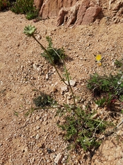 Daucus carota hispanicus