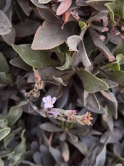 Limoniastrum monopetalum