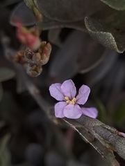 Limoniastrum monopetalum