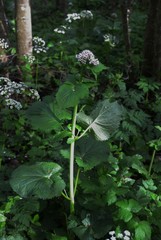 Valeriana pyrenaica