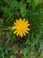Krigia dandelion