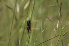 Cicadetta montana