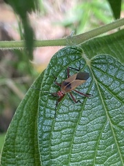 Hypselonotus bitrianguliger