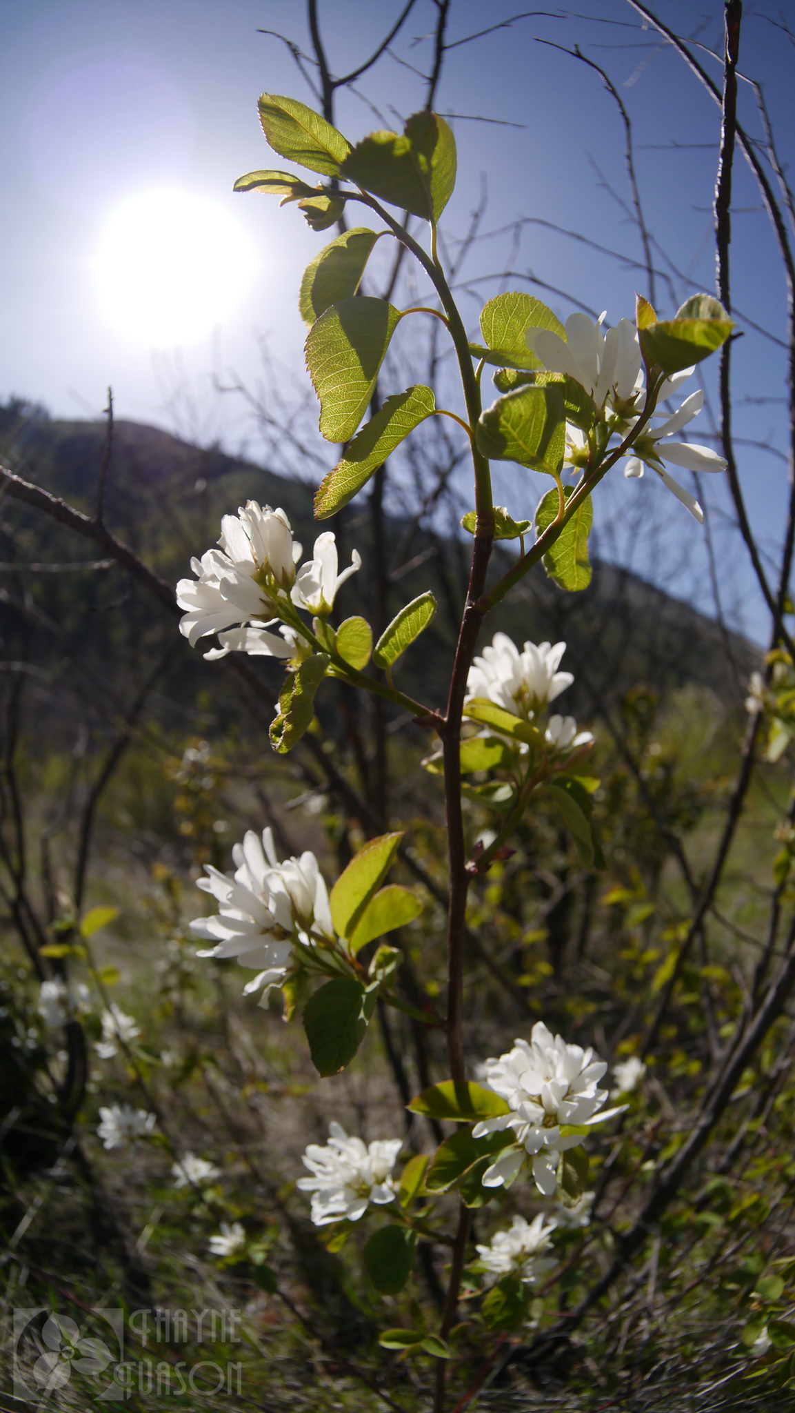 Amelanchier alnifolia var. alnifolia