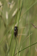 Cicadetta montana
