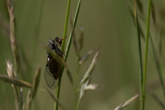Cicadetta montana