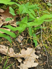 Polygonatum biflorum