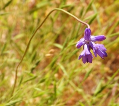 Dichelostemma congestum