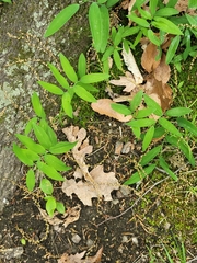 Polygonatum biflorum