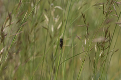 Cicadetta montana