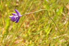 Dichelostemma congestum