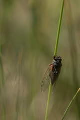 Cicadetta montana