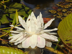 Victoria cruziana