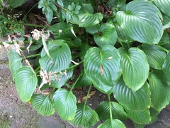 Hosta