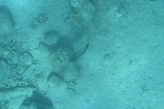 Apolemichthys xanthotis