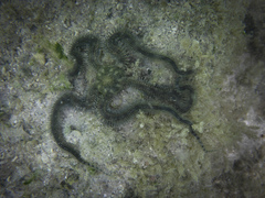 Ophiocoma aethiops