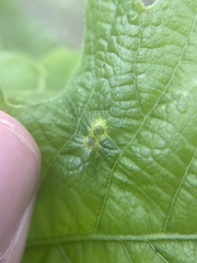 Neuroterus fugiens
