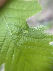 Neuroterus fugiens