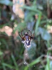 Verrucosa scapofracta