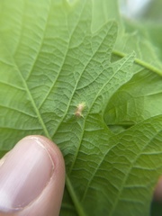 Neuroterus fugiens