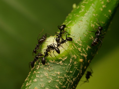 Colobopsis quadriceps