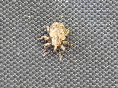 Conotrachelus recessus