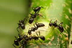 Colobopsis quadriceps