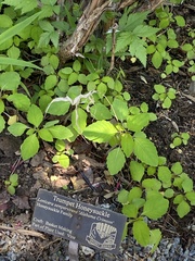 Lonicera sempervirens sempervirens