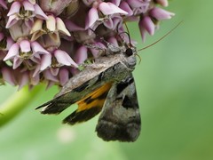 Catocala whitneyi
