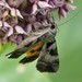 Whitney's Underwing - Photo (c) radinis, some rights reserved (CC BY-NC), uploaded by radinis