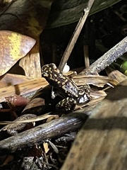 Epipedobates darwinwallacei