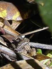 Epipedobates darwinwallacei