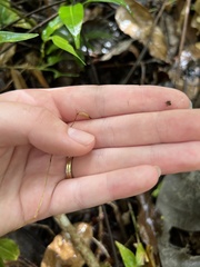 Microchilus