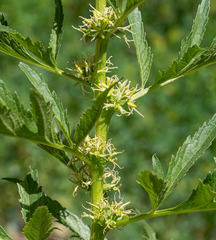 Datisca glomerata