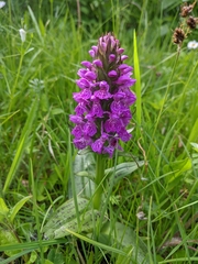 Dactylorhiza purpurella
