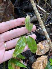 Microchilus