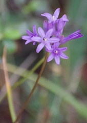 Dichelostemma multiflorum