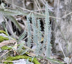 Pleopeltis lepidopteris